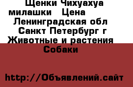 Щенки Чихуахуа милашки › Цена ­ 6 000 - Ленинградская обл., Санкт-Петербург г. Животные и растения » Собаки   